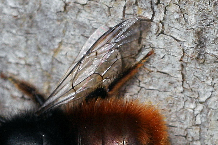 Osmia cornuta