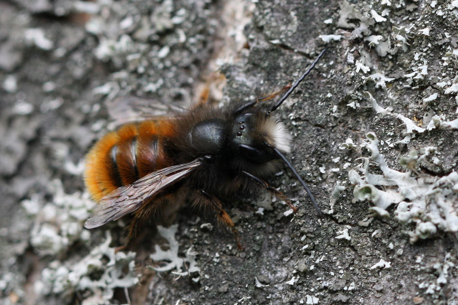 Osmia cornuta