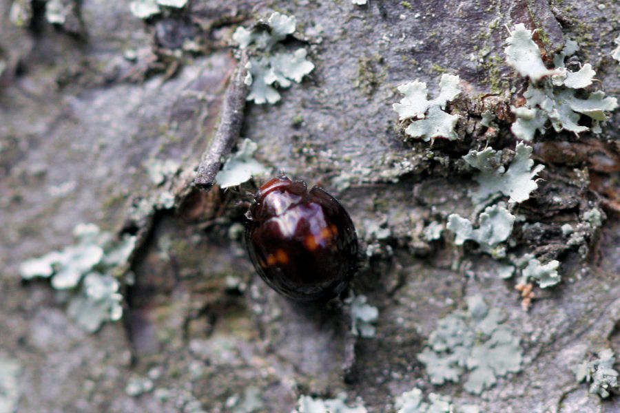 Chilocorus bipustulatus (Coccinellidae)
