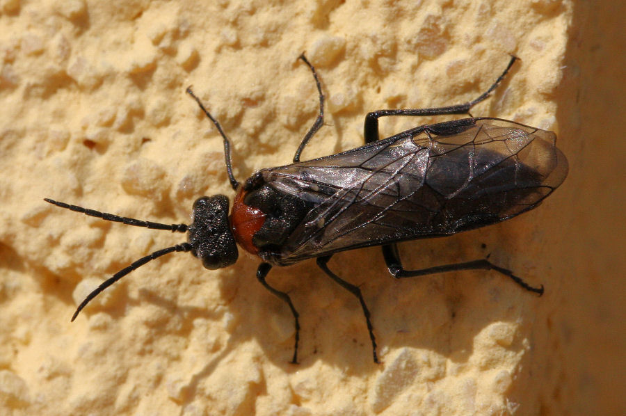 Dolerus sanguinicollis