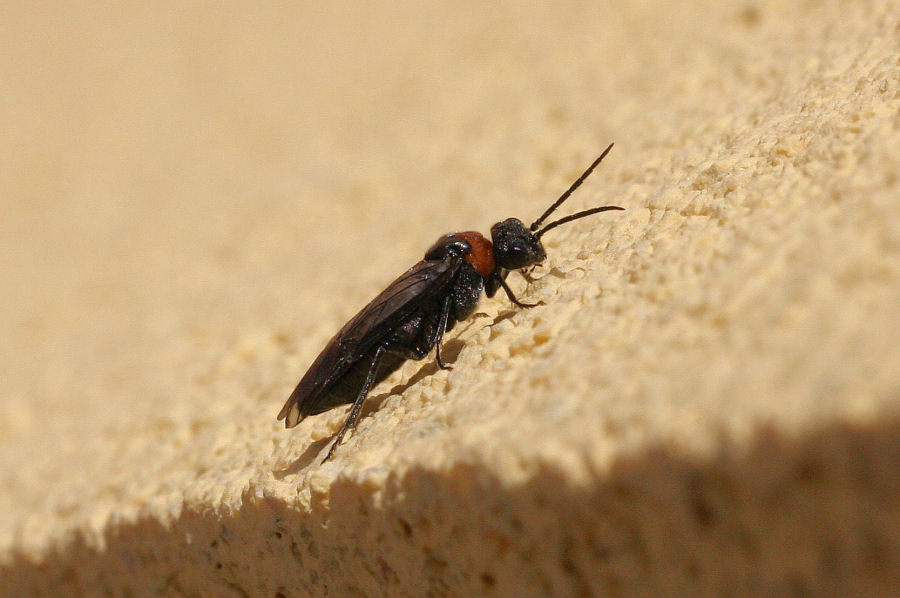 Dolerus sanguinicollis