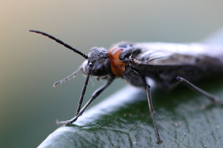 Dolerus sanguinicollis