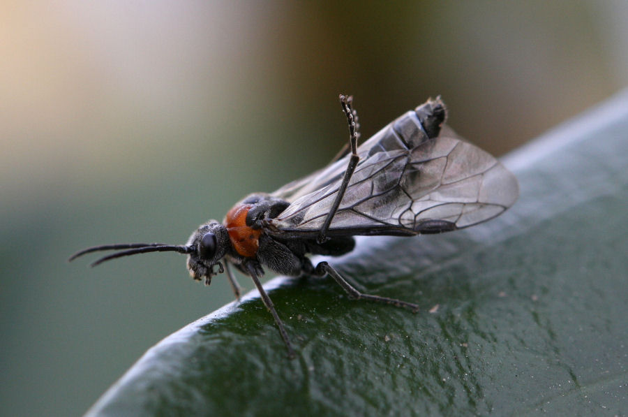 Dolerus sanguinicollis