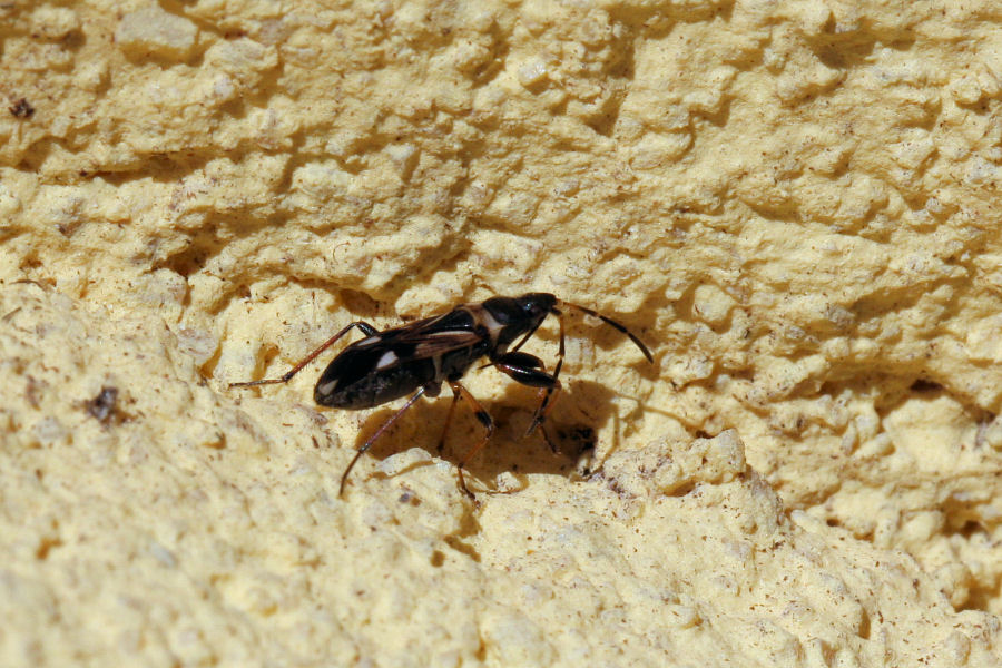 Lygaeidae: Raglius alboacuminatus  dell''Emilia (BO)