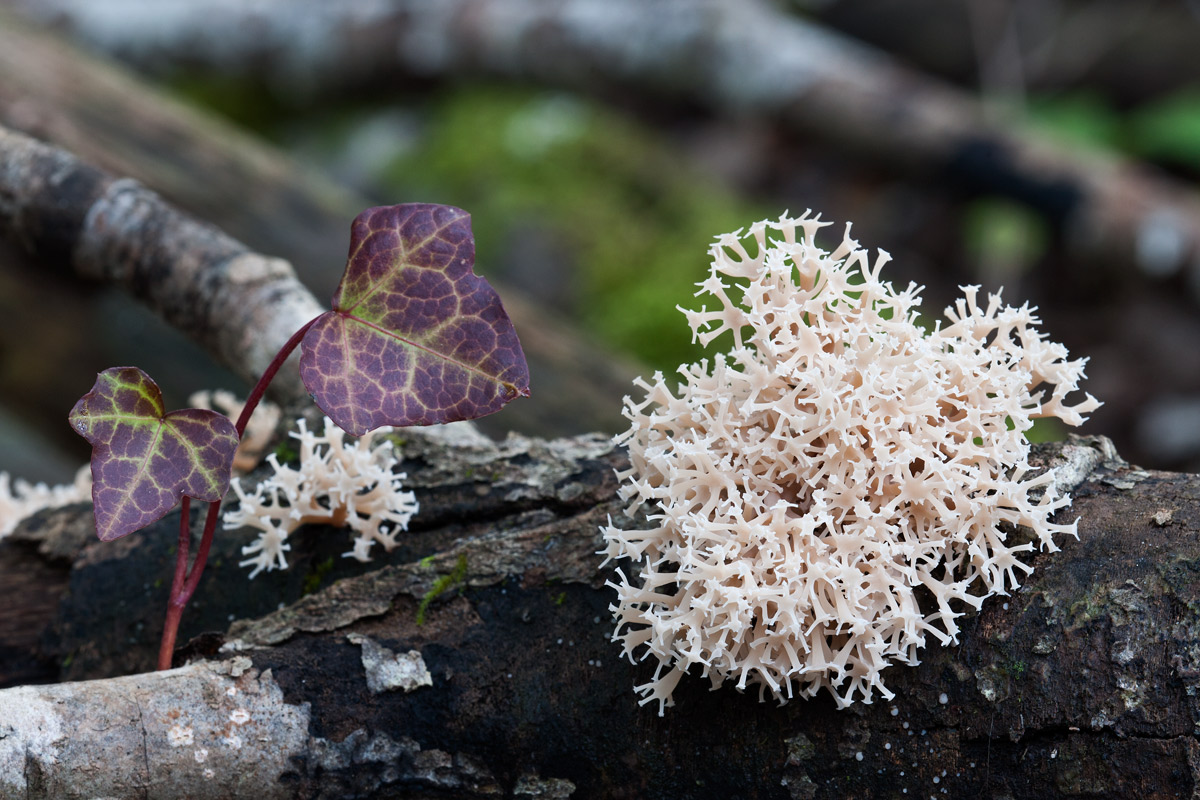 Identificazione ramaria