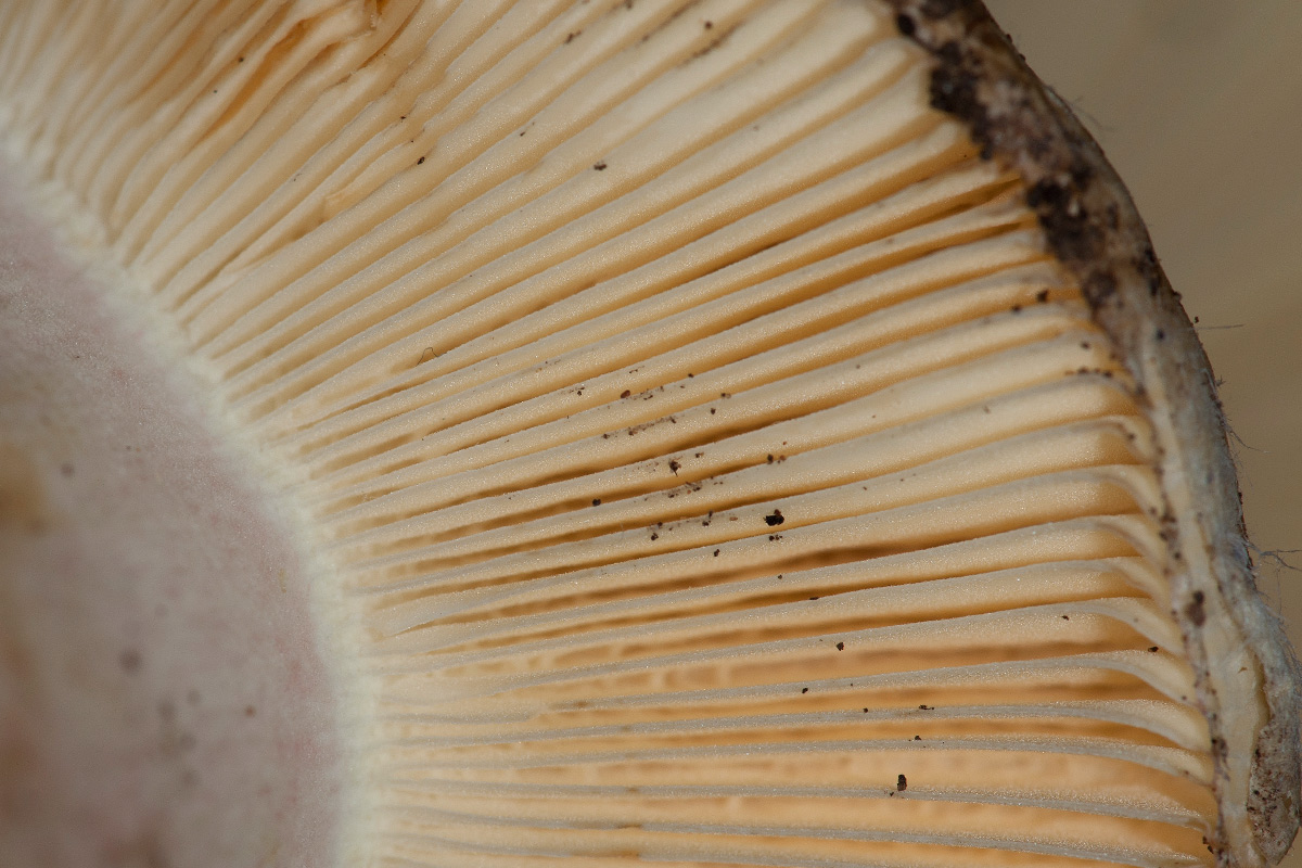 Russula da determinare