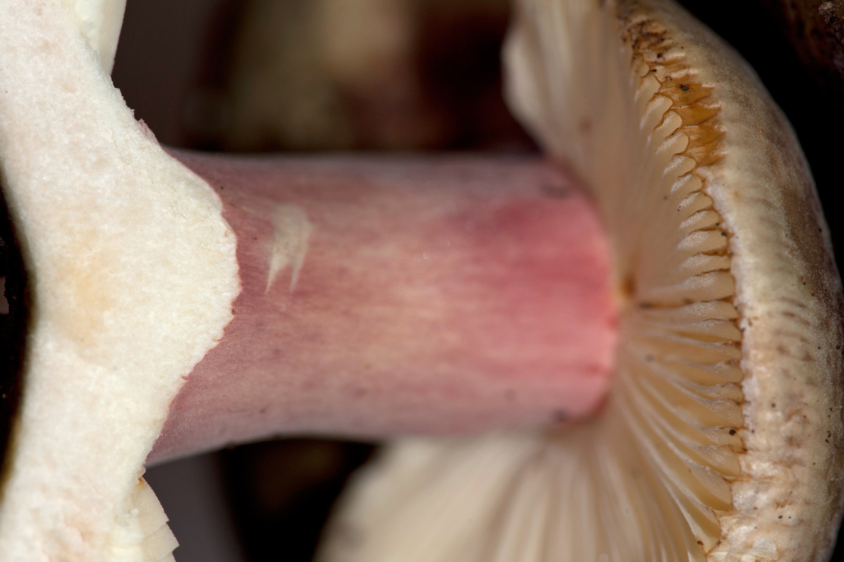 Russula da determinare