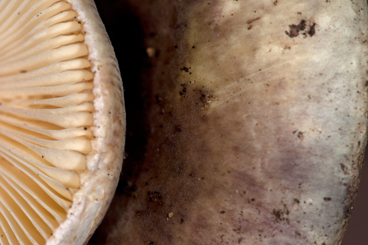 Russula da determinare