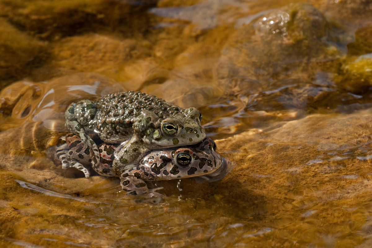 Rospi smeraldini - accoppiamento (Bufotes balearicus)