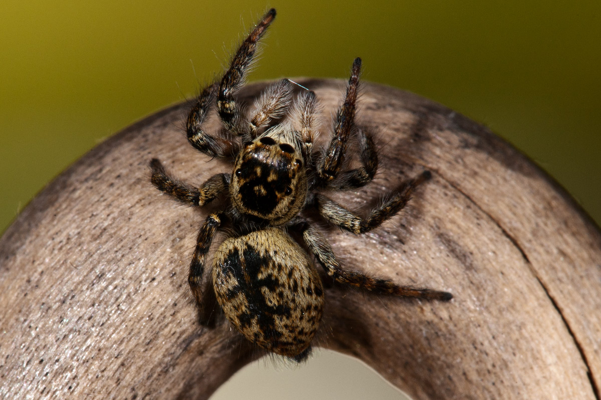 Carrhotus xanthogramma
