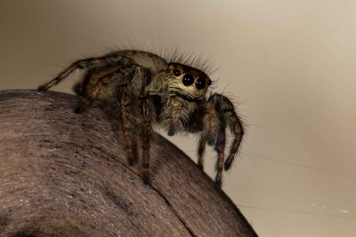 Carrhotus xanthogramma