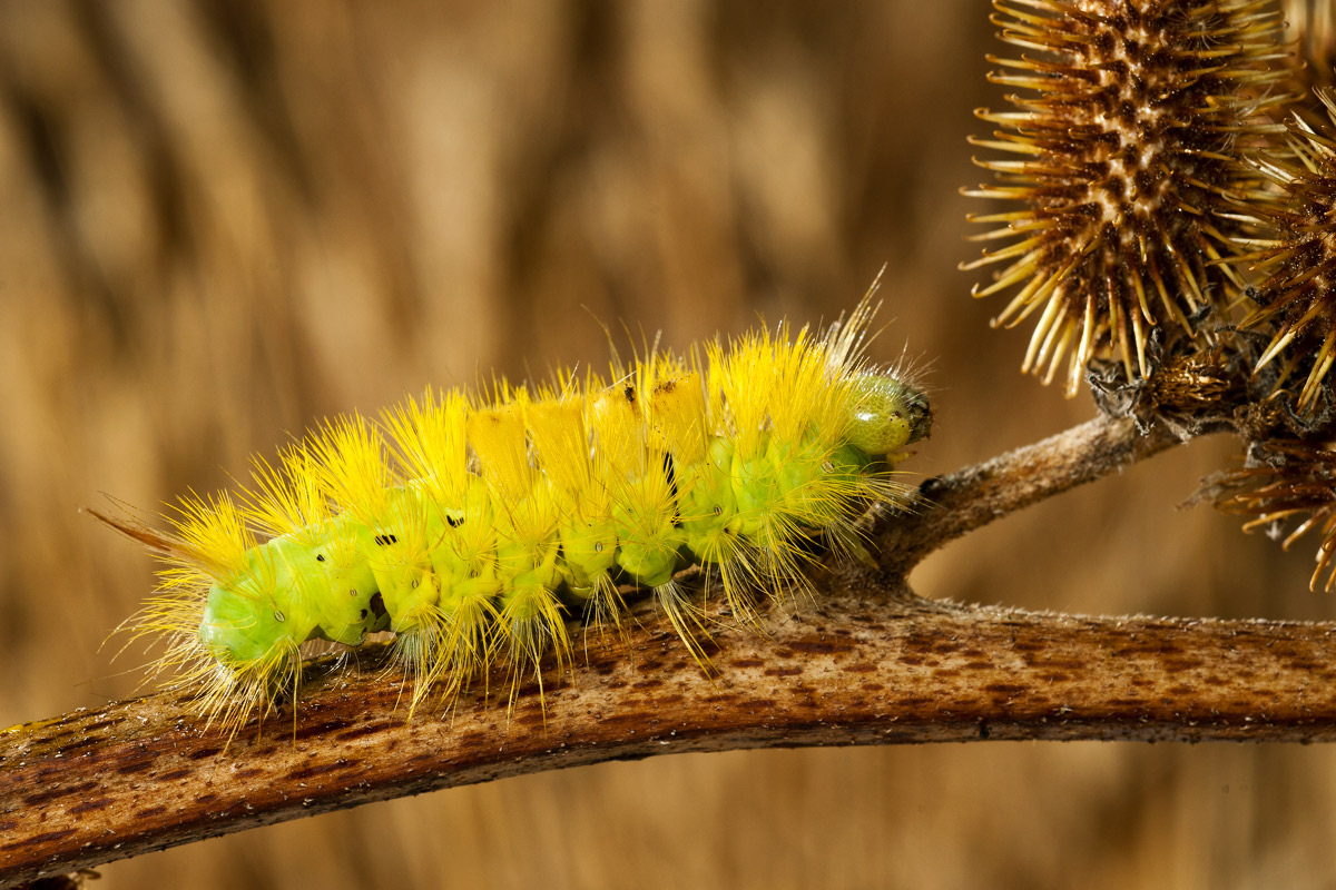 Bruco di Calliteara pudibunda