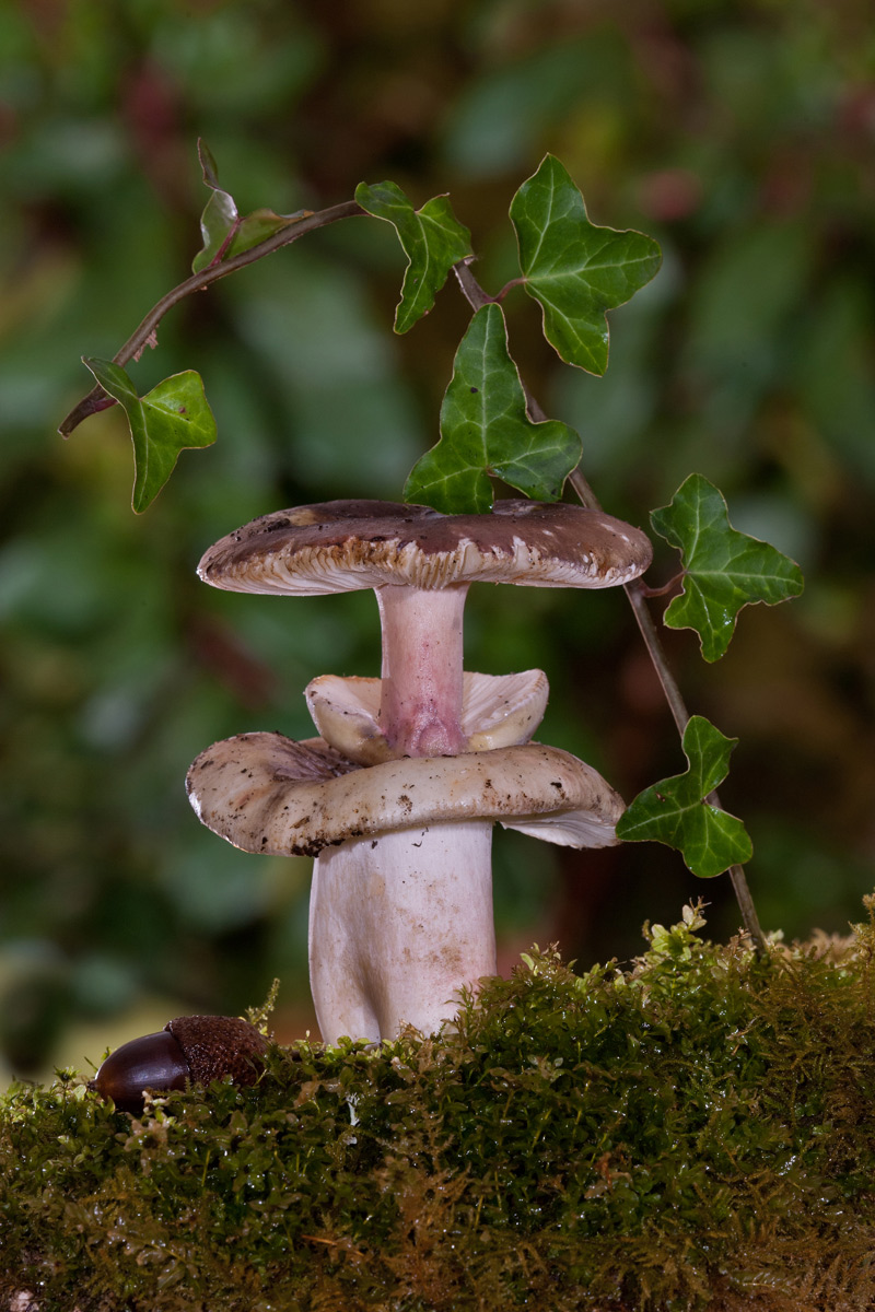 Russula da determinare