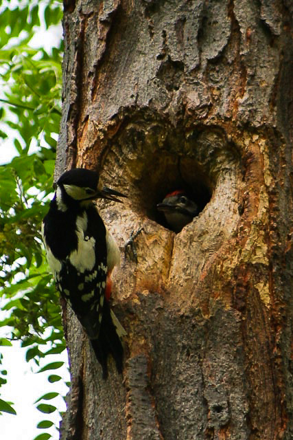 Dendrocopos majaor