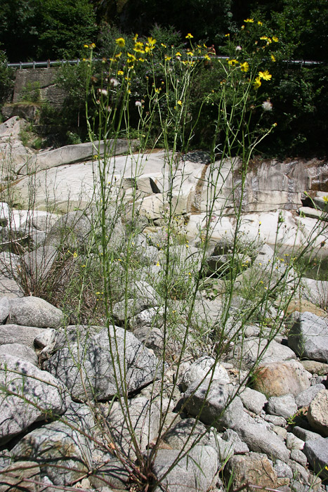 Senecio inaequidens?