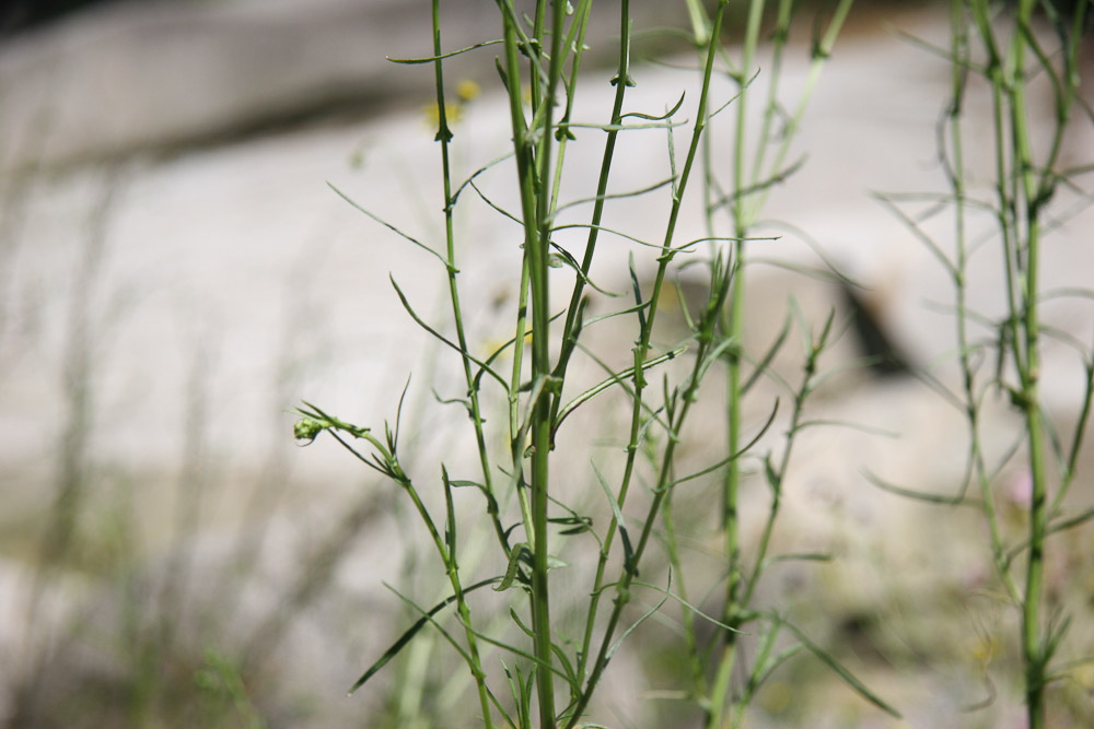 Senecio inaequidens?