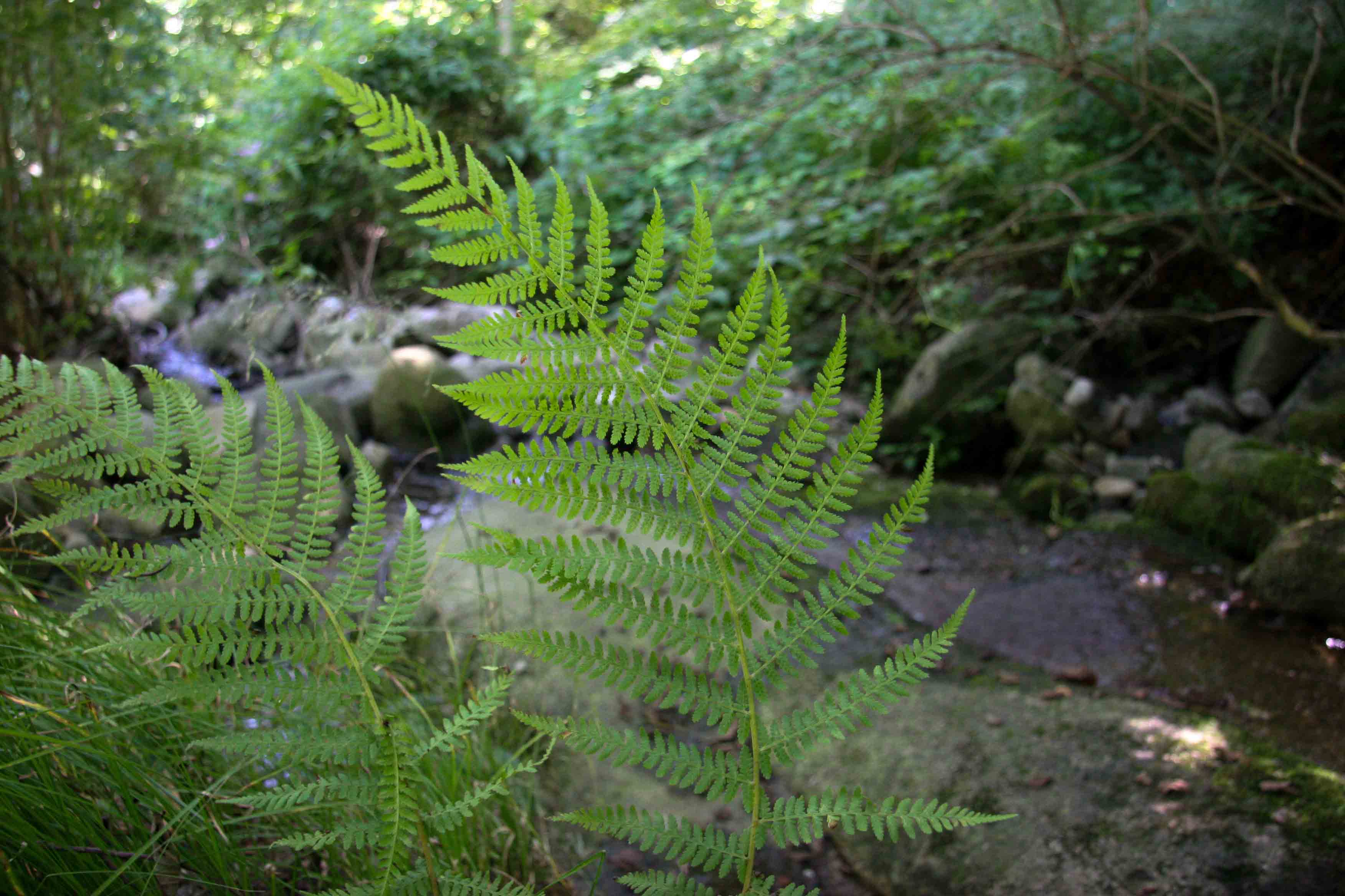 Athyrium filix-femina / Felce femmina