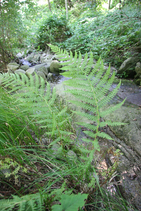 Athyrium filix-femina / Felce femmina