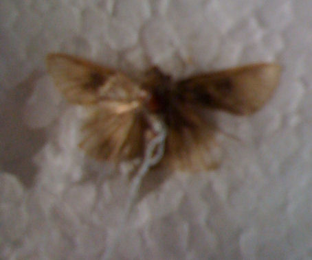identificazione falena