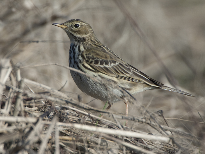 Identificazione: Spioncello e Pispola...o cosa???