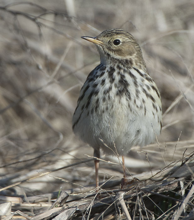 Identificazione: Spioncello e Pispola...o cosa???