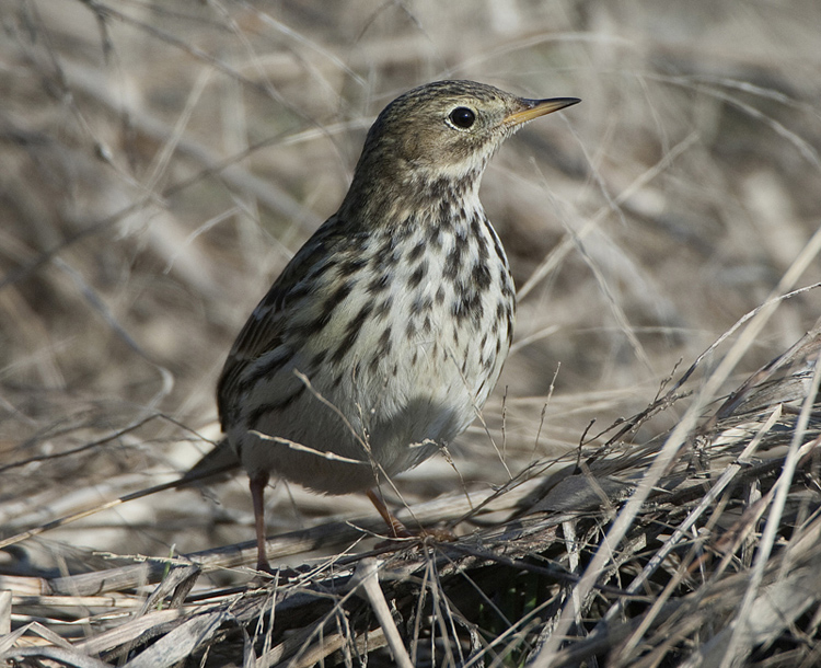 Identificazione: Spioncello e Pispola...o cosa???