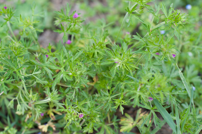 Geranium dissectum L.