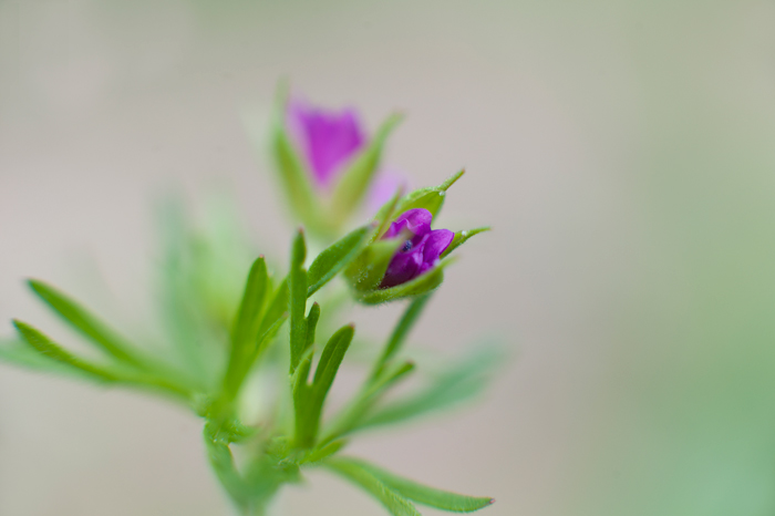 Geranium dissectum L.