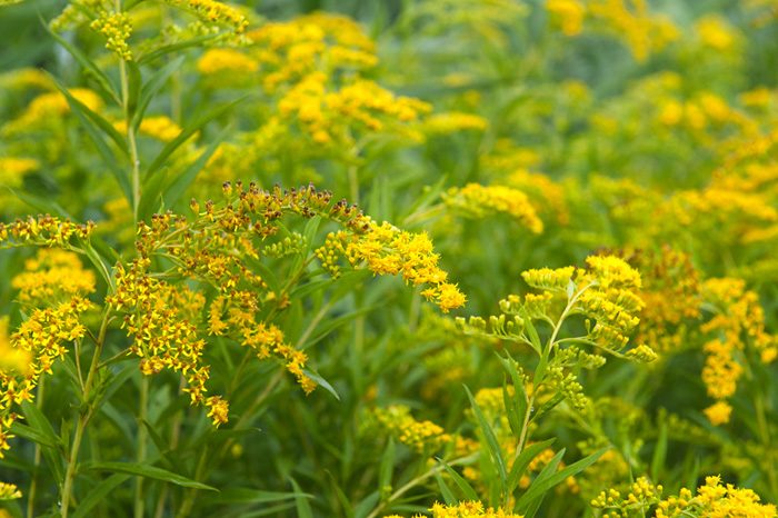identificazione di fiore giallo :  Solidago sp.