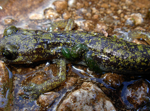 Hydromantes imperialis