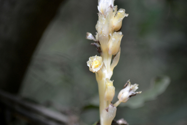 Monotropa hypopitys L.