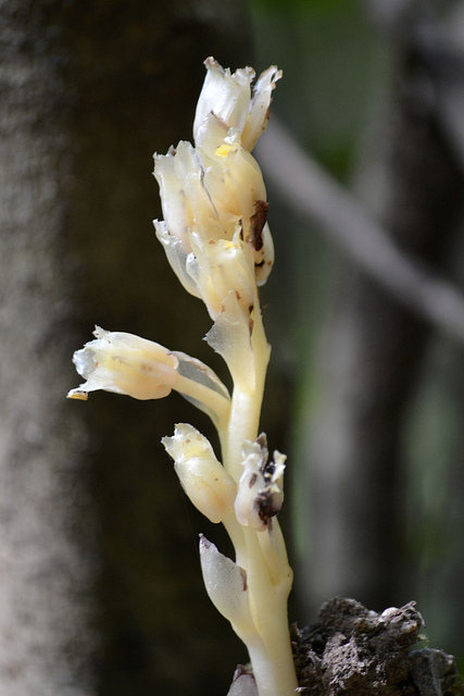 Monotropa hypopitys L.