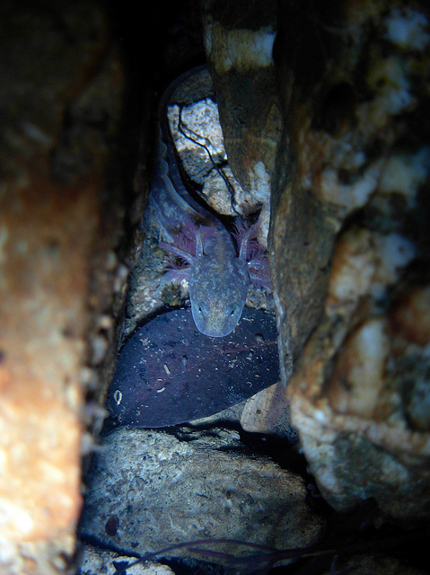 Larva di Euprotto Sardo