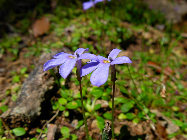 Solenopsis bivonae / Laurenzia di Bivona