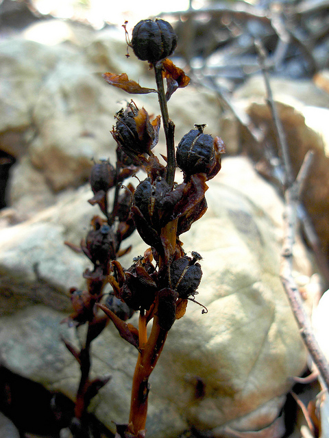 Monotropa hypopitys L.
