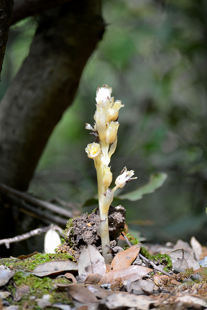 Monotropa hypopitys L.