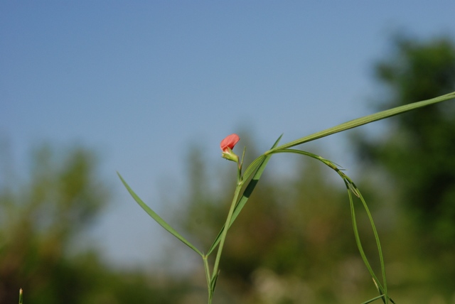 Lathyrus sphaericus