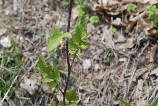 Brassica nigra