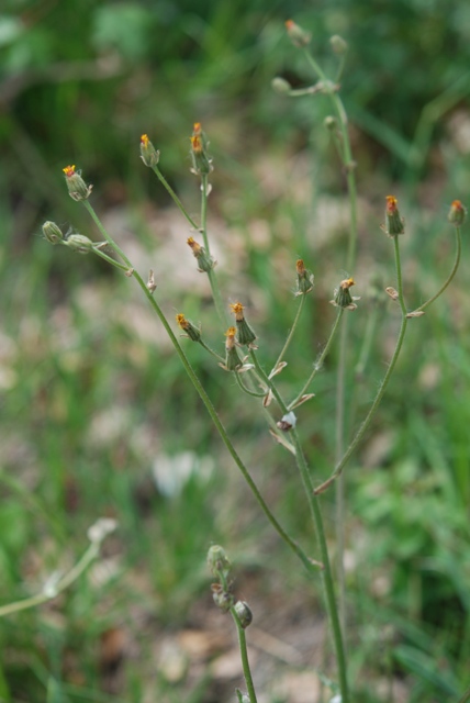 asteracea - Crepis vesicaria