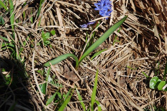 Scilla bifolia