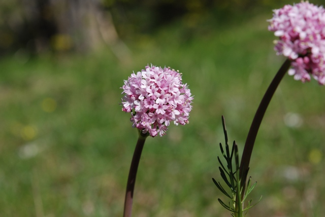 Valeriana tuberosa
