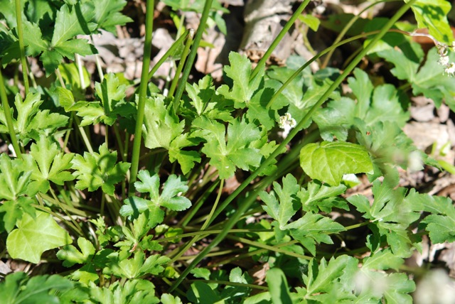 Sanicula europaea