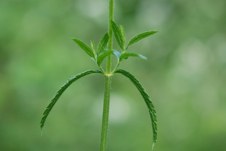 Stachys recta