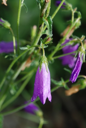 Campanula sibirica / Campanula siberiana