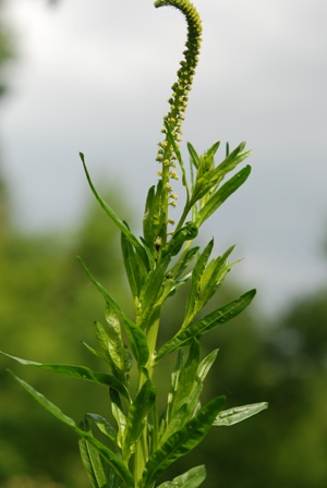 Reseda luteola