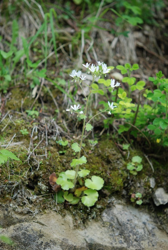 Saxifraga rotundifolia
