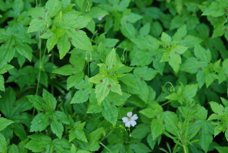 Geranium versicolor