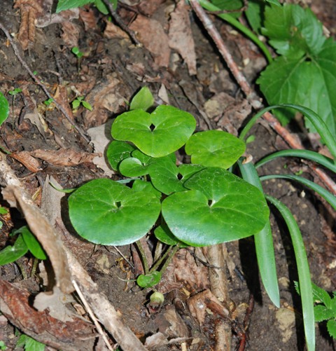 Asarum europaeum L. / Baccaro