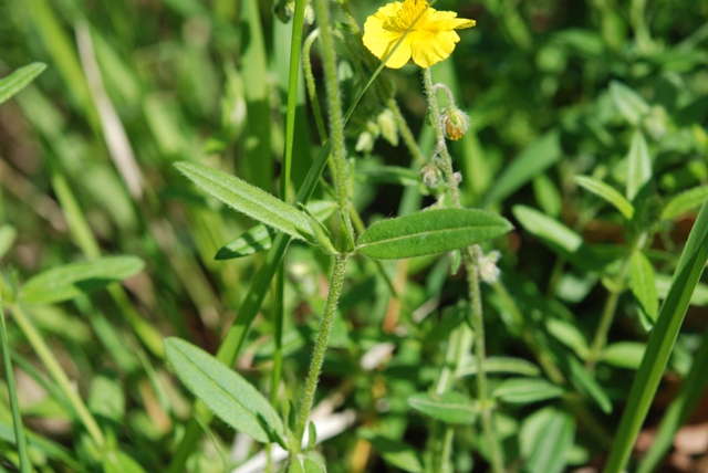 da determinare - Helianthemum mummularium