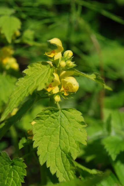 da determinare - Lamium galeobdolon